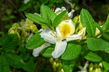 White  Azalea japonica (Rhododendron molle subsp. japonicum)