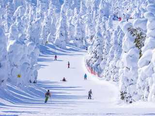 People racing down in a slope through the snow monsters (soft rime). (Zao-onsen ski resort,...