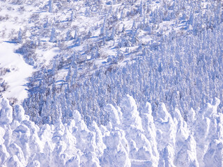 Snow monsters (soft rime) plateau. (Zao-onsen ski resort, Yamagata, Japan)