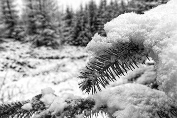 The branch is holding a massive amount of snow. Pitlochry, Scotland.
