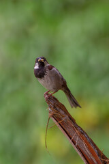bird perched on a branch
