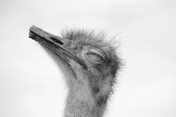 ostrich head close up