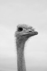 ostrich head close up