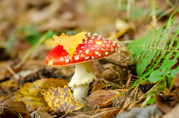 Fly agaric in the autumn forest