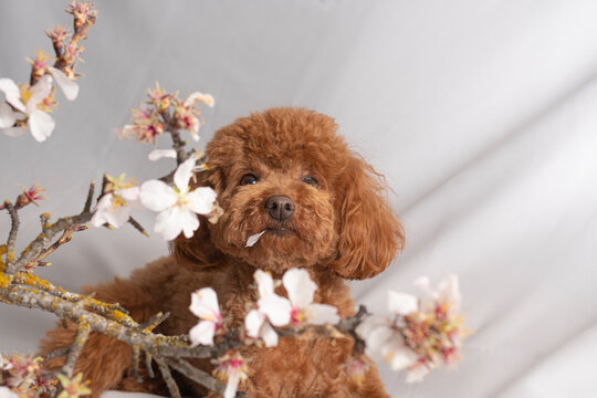 poodle toy brown colour together with branches and almond blossom flowers on white background