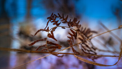 Abstract geometry of dried fern leaves and stems on blurred blue and purple background