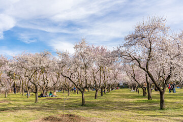 people walking or resting in the public park called Quinta de los Molinos with the almond trees in bloom in Madrid