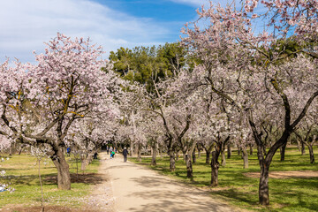 Fototapeta premium people walking or resting in the public park called Quinta de los Molinos with the almond trees in bloom in Madrid