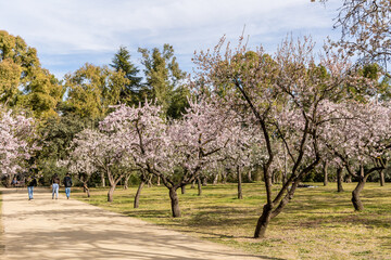Fototapeta premium people walking or resting in the public park called Quinta de los Molinos with the almond trees in bloom in Madrid