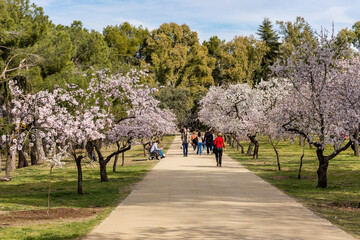 Obraz premium people walking or resting in the public park called Quinta de los Molinos with the almond trees in bloom in Madrid
