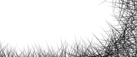 épines noir, fond écran, arrière plan avec fond blanc