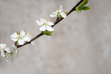 A sprig of a cherry blossom tree in spring against the texture of a concrete wall interspersed with: a place for text, stone patterns