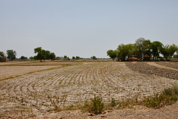 Farming in adverse conditions. Arid looking farmland in rural India.