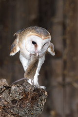 Barn owl (Tyto alba) White or common owl perched on a log, eating a mouse