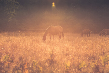 Paarden in een tarweveld bij zonsondergang