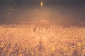 Fotobehang Paard Paarden in een tarweveld bij zonsondergang