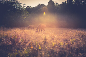 Chevaux dans un champs de blé au coucher du soleil