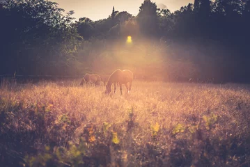 Zelfklevend Fotobehang Paard Paarden in een tarweveld bij zonsondergang