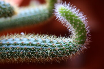 Cleistocactus aureospinus Hildewintera winteri Małpie ogony CACTUS