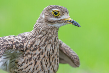Portrait of a Spotted thick-knee