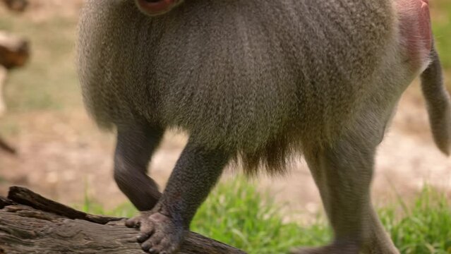 Alpha Male Hamadryas baboon