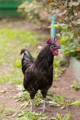a black rooster walks on the lawn