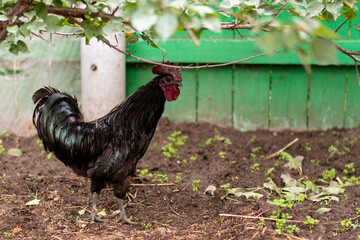 handsome black rooster walks around the farm