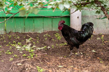 handsome black rooster walks around the farm