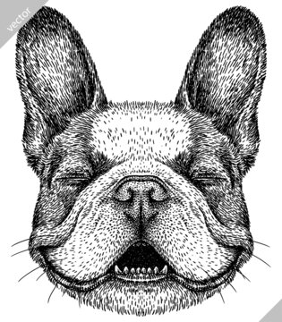 black and white engrave isolated bulldog vector illustration