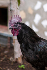 close-up portrait of a beautiful black rooster