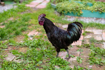 a black rooster walks on the lawn