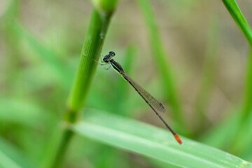 Macro of a dragonfly perched on leaf out of focus on blurred background