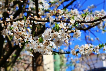 weiße Blüten am Zweig