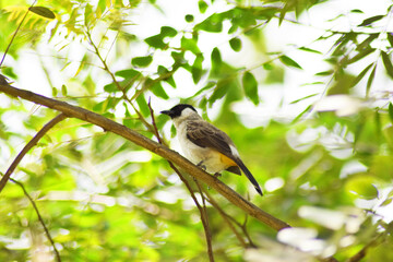 a bird perched on a tree branch