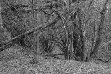 Obraz premium Wald oder Busch, Gebüsch in einer Landschaft mit Sträuchern und Bäumen im Gebiet einer Quelle