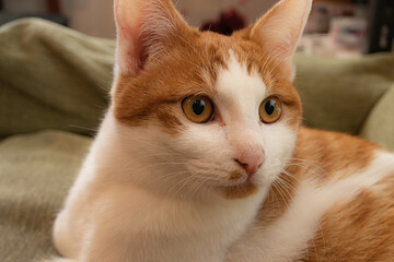 白と茶色の子猫