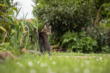 A tabby gray-brown cat sits curiously and attentively in the garden and observes.