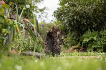A tabby gray-brown cat sits curiously and attentively in the garden and observes.