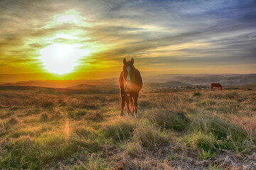 Horse at sunset with South Brazil, Countryside nature - Ranch . High quality photo