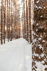 A walk through the winter forest. Snow trees and a cross-country ski trail. Beautiful and unusual roads and forest trails. Beautiful winter landscape. The trees stand in a row