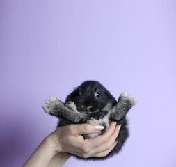 a beautiful black and gray rabbit is sitting in the arms of a woman, the rabbit's hind legs stick out in different directions
