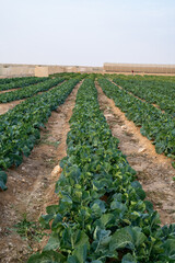 Fototapeta na wymiar Green cabbage plants ripening agricultural