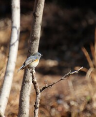 青い鳥が小枝に止まる