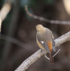 枝に止まる野鳥を上から接写