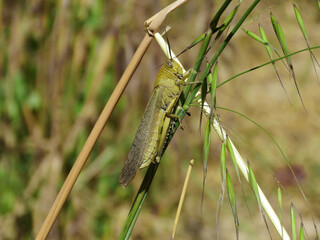 grasshopper on the grass