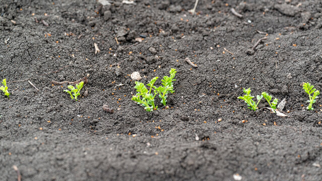 Spring nature. Young seedlings of chickpeas in the garden.