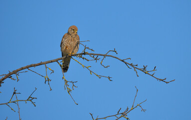 Ein Turmfalke sitzt auf einem Ast vor blauem Himmel
