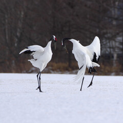 dancing on snow field, Japanese Cranes in Hokkaido, Japan