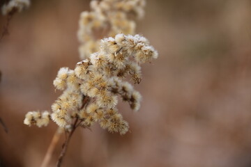 Gefrorene Gräser im Wald