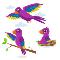 Set of illustrations in three phases: a chick in a nest, a young one on a branch and an adult flying purple parrot. Vector graphic.